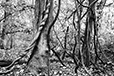 Entwined 27